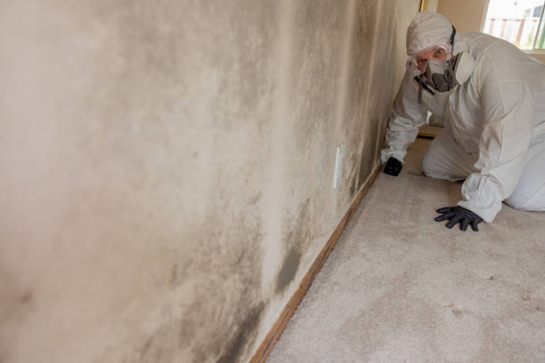 Best Mold Documentation for Insurance Claims  in Cementon, PA